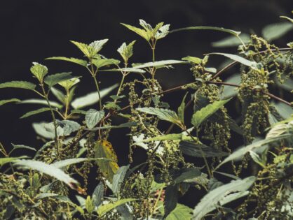 Pokrzywa (Urtica dioica L.)