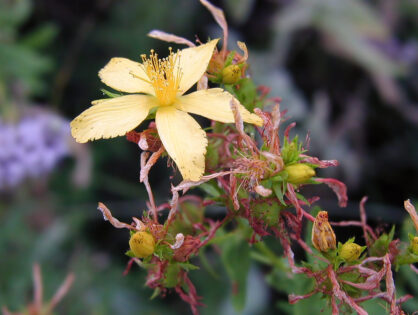 Dziurawiec zwyczajny (Hypericum perforatum)