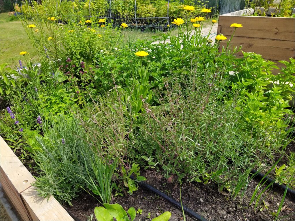 zdj. wł. nagietki w ogródku warzywnym