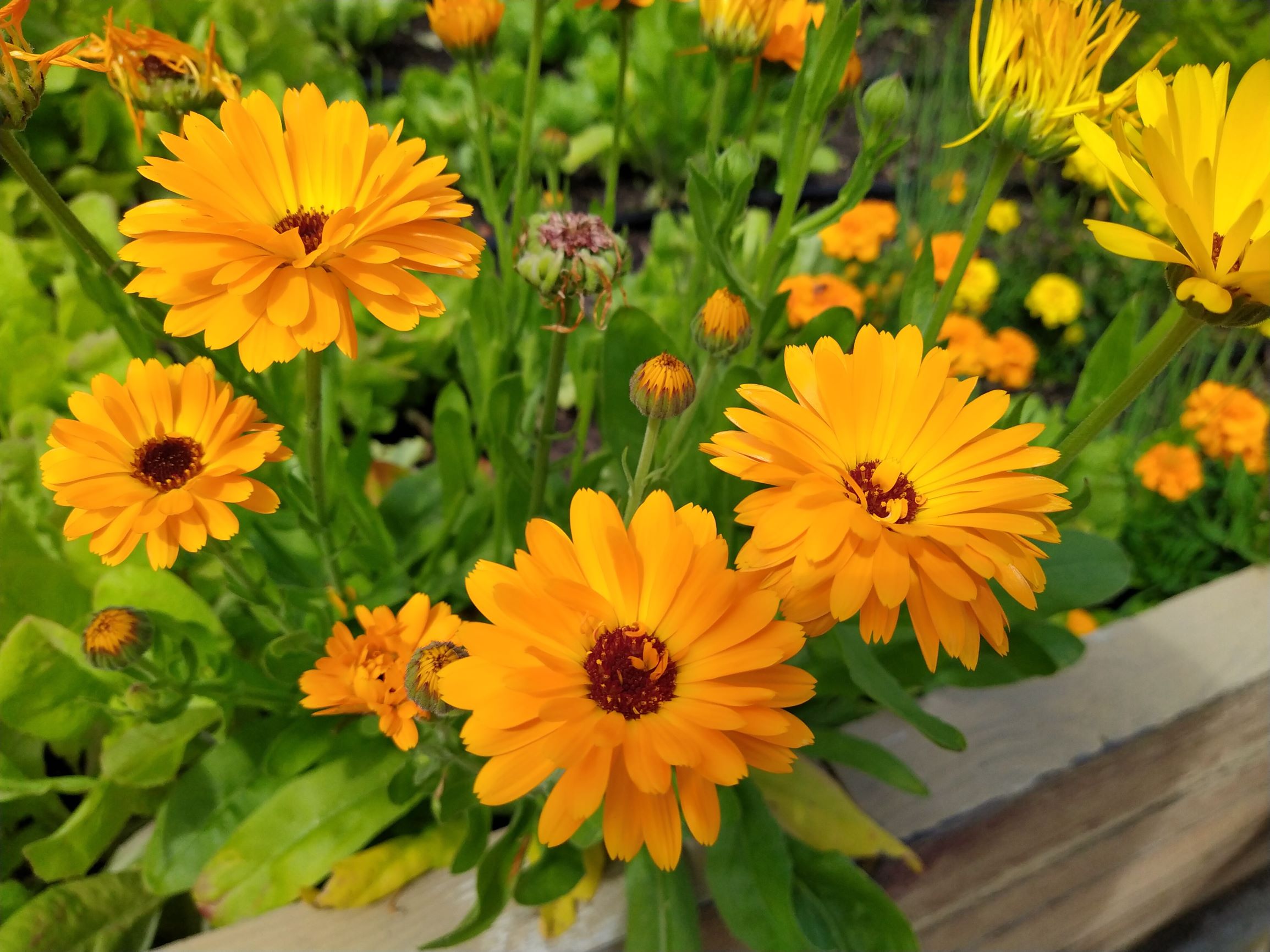 Nagietek lekarski (Calendula officinalis)