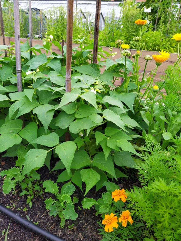 zdj. wł. nagietki w ogródku warzywnym