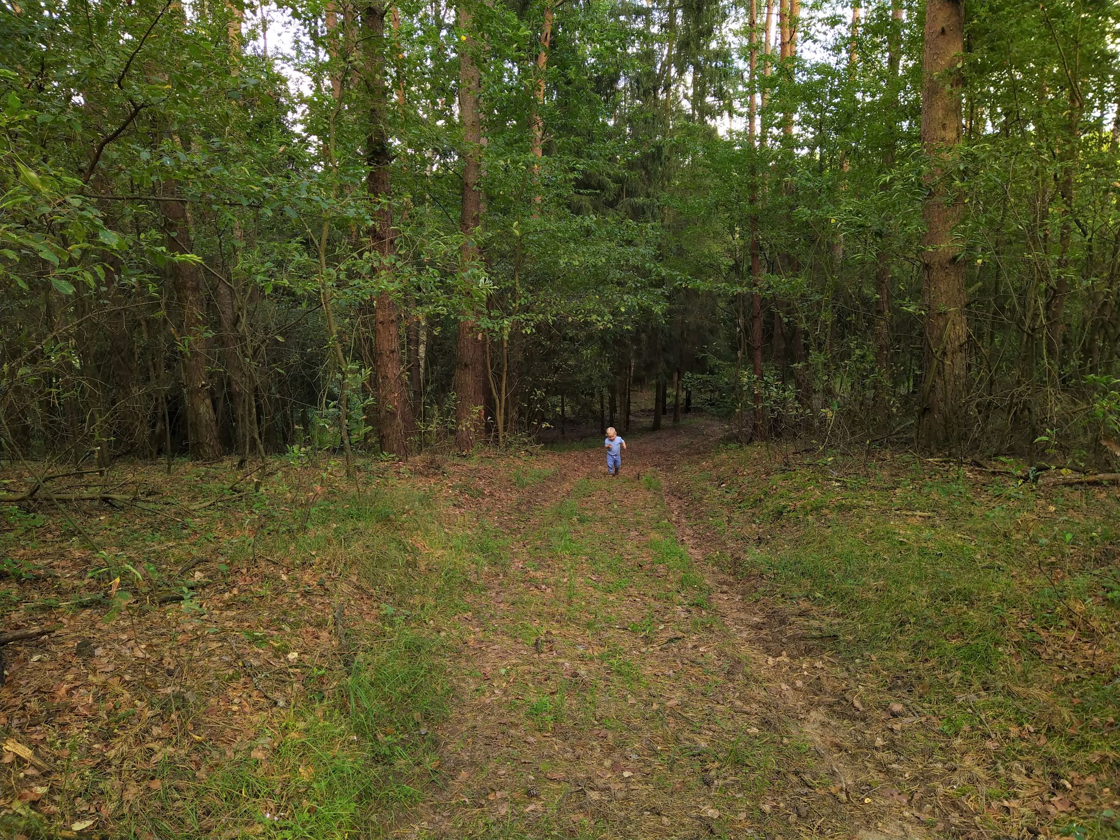 Mały człowiek w wielkim lesie, czyli słów kilka o kontakcie z przyrodą