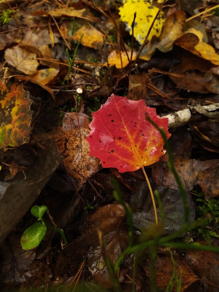 zdj. wł. przebarwiony liść osiki