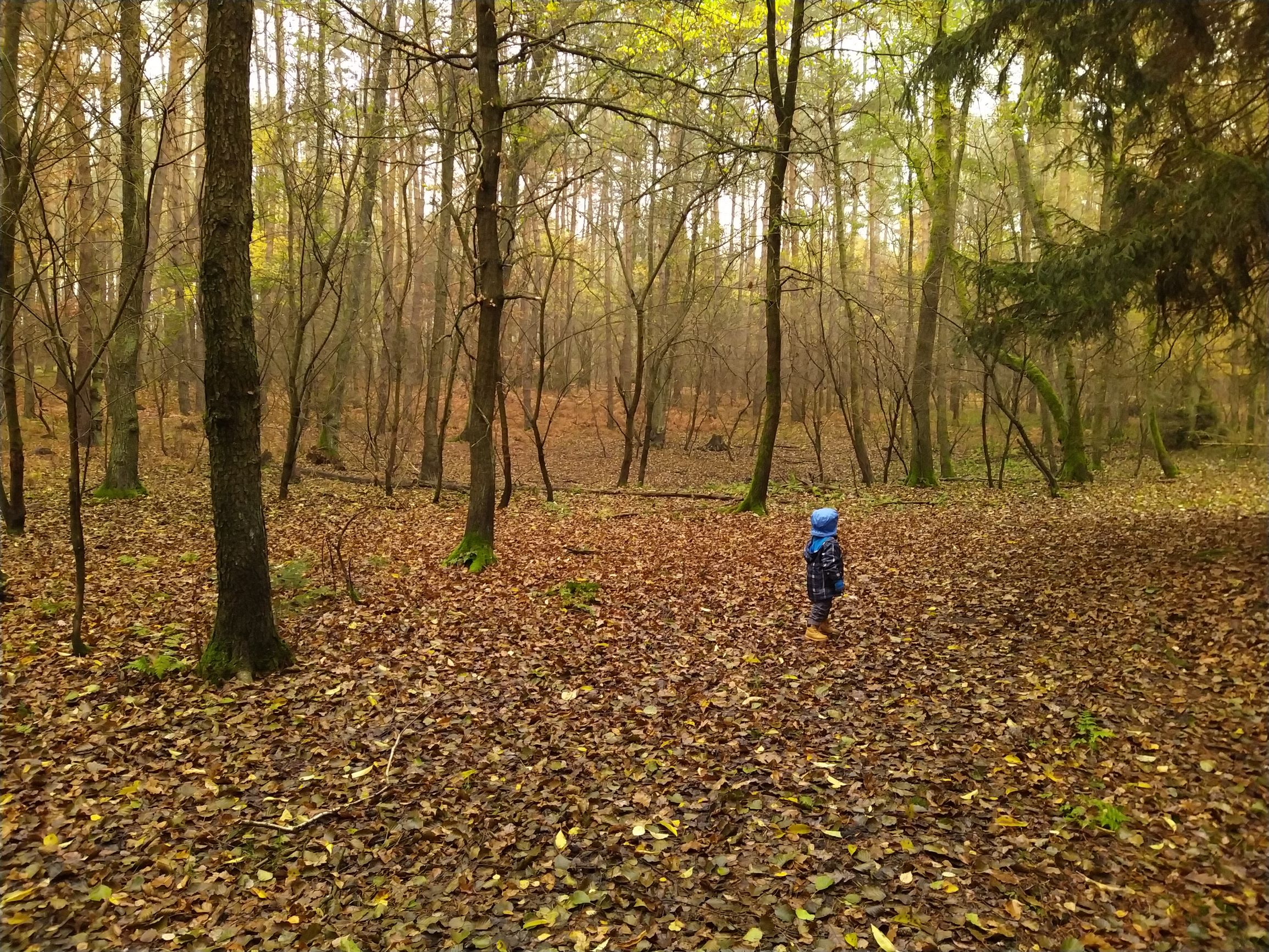 6 Rzeczy jakie warto pokazać dziecku w jesiennym lesie