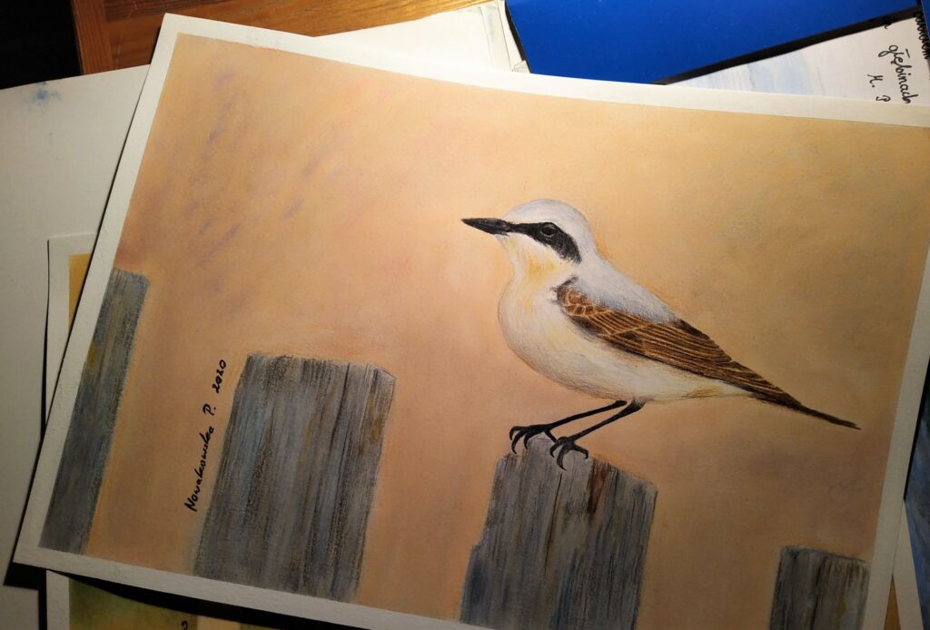 Białorzytka, rys. Patrycja Nowakowska