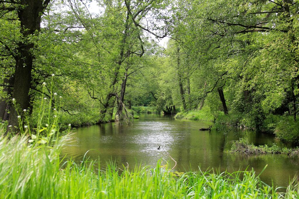 Chroniąc naturalność ekosystemów wodnych, chronimy wszystkie ich składowe (fot. Adam Biegaj, CC BY-SA 4.0 https://creativecommons.org/licenses/by-sa/4.0, via Wikimedia Commons) 