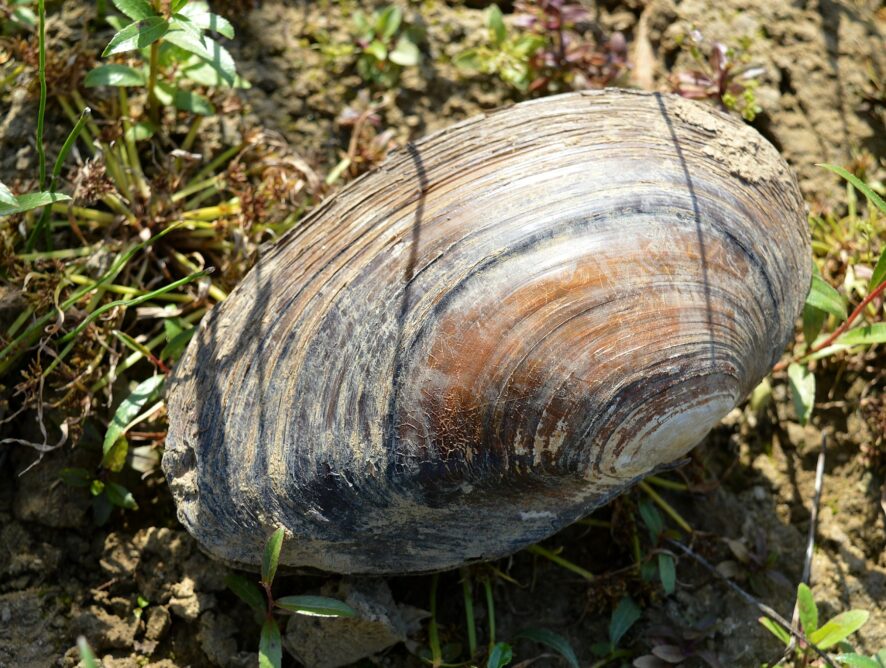 Małże słodkowodne 3. Występowanie i ochrona w Polsce