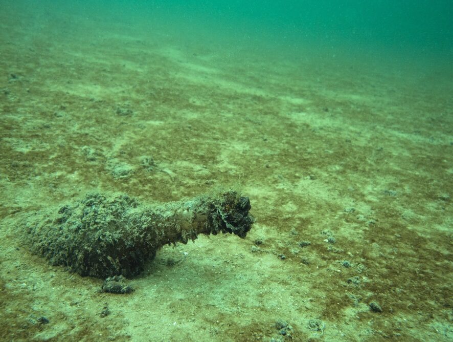 Małże słodkowodne 2. Zagrożenia i ochrona