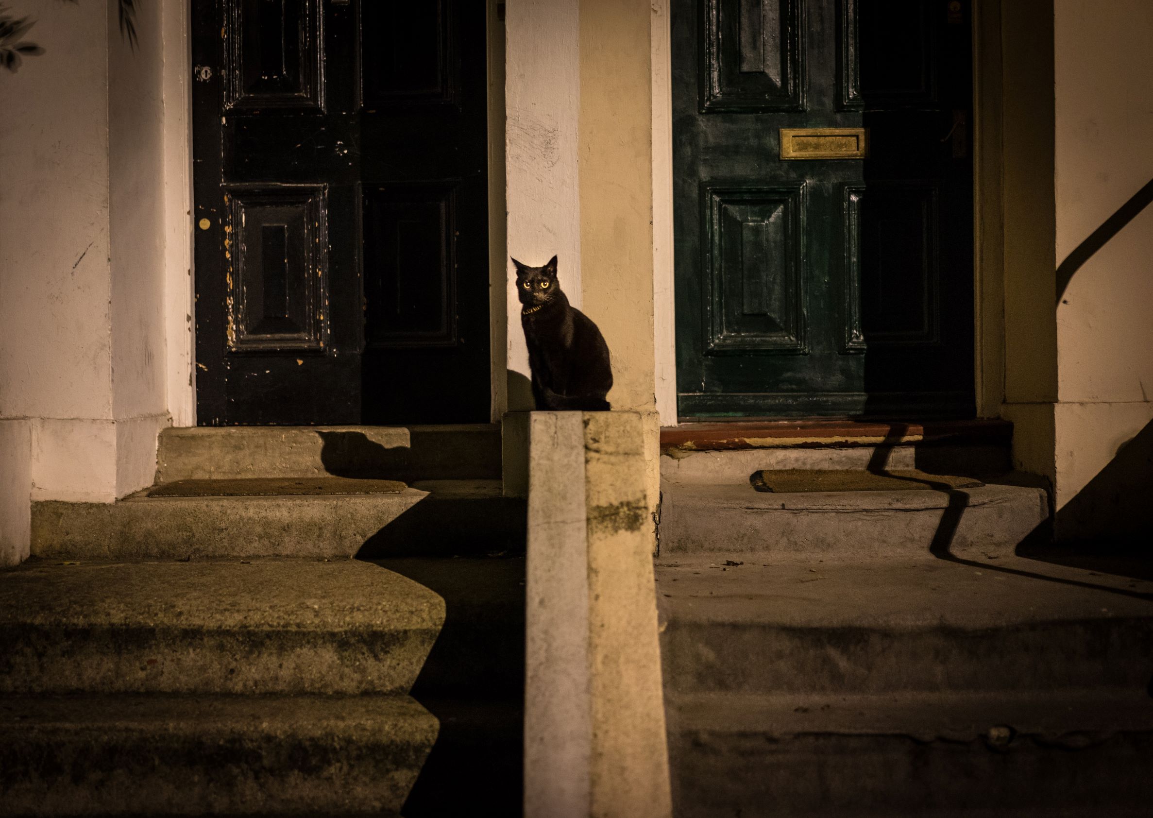 Czy nadal boimy się czarnych kotów?