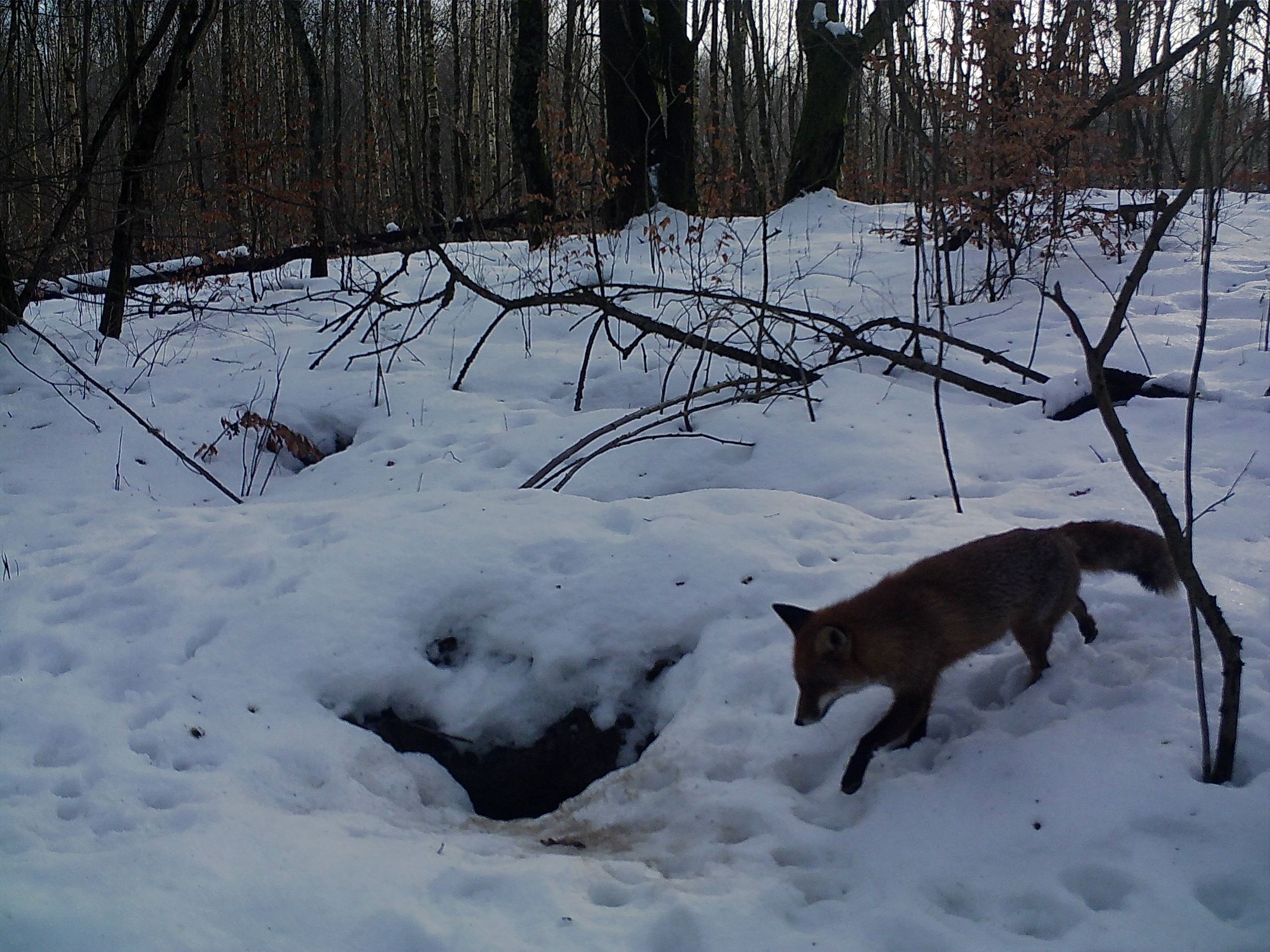 Nasi sąsiedzi zimą