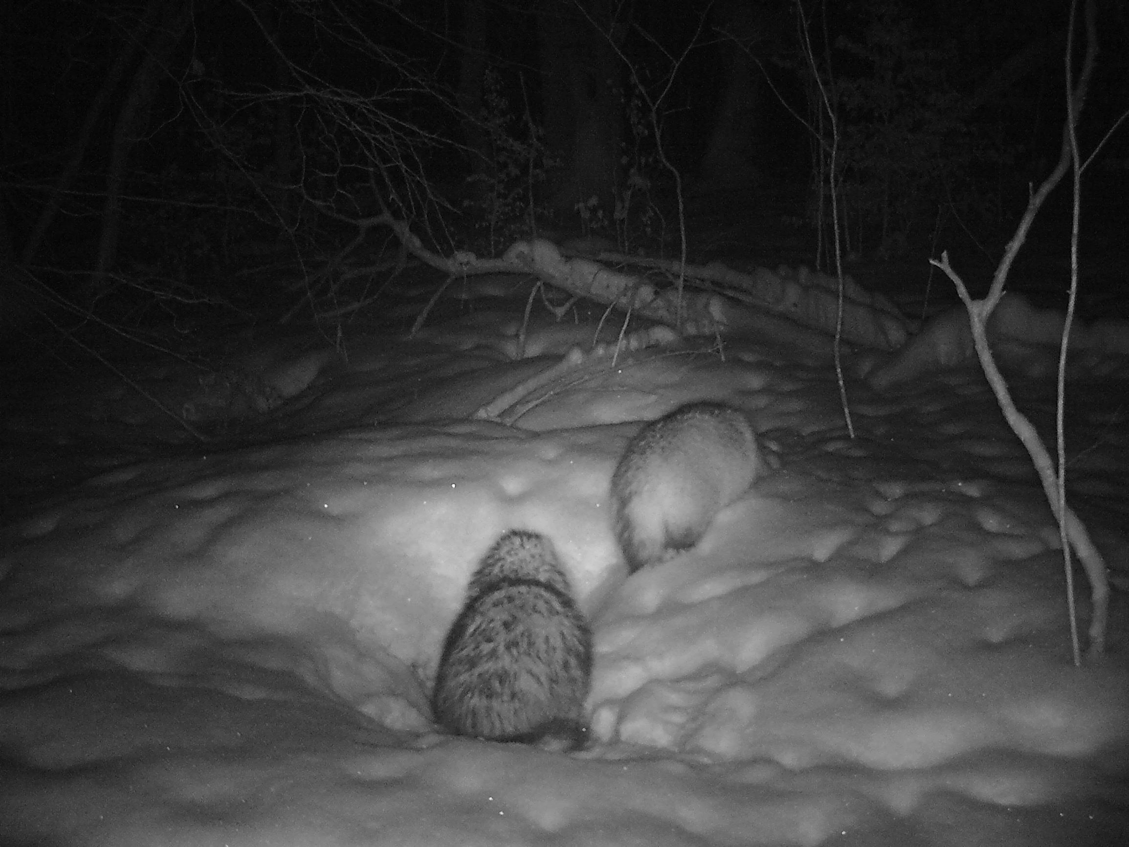 Jenoty na Lisiej Górce I (luty – marzec)