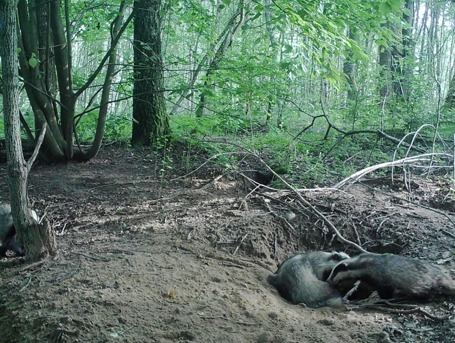 Borsucze Lato na Lisiej Górce II (maj-sierpień)
