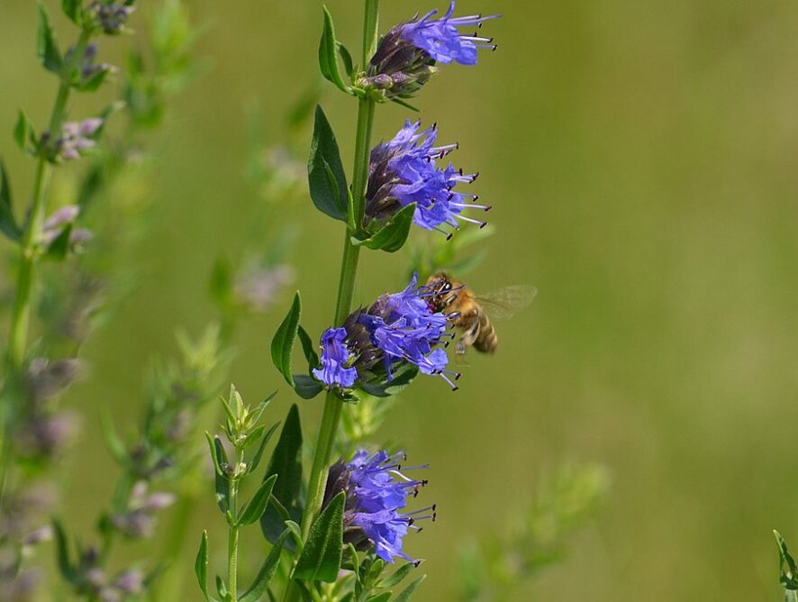 Hyzop lekarski (<em>Hyssopus officinalis</em>)