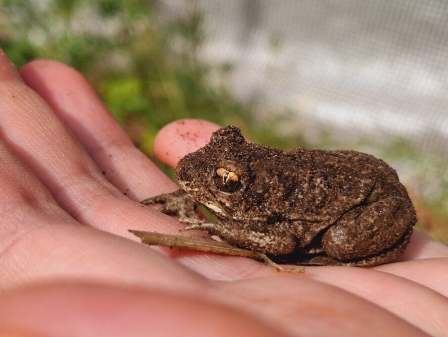 Ogród dla dzikich zwierząt: wspieraj bioróżnorodność!